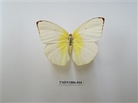 藏品(遷粉蝶)的圖片